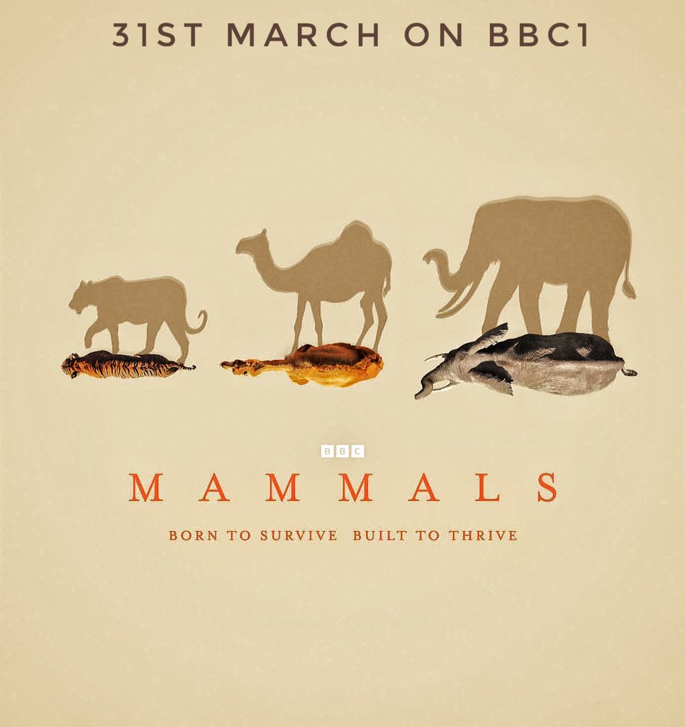 Delighted to have filmed tigers and toque macaques for this series as well as Sir David Attenborough’s opening introduction. Mammals starts 31st March. #mammals #attenborough