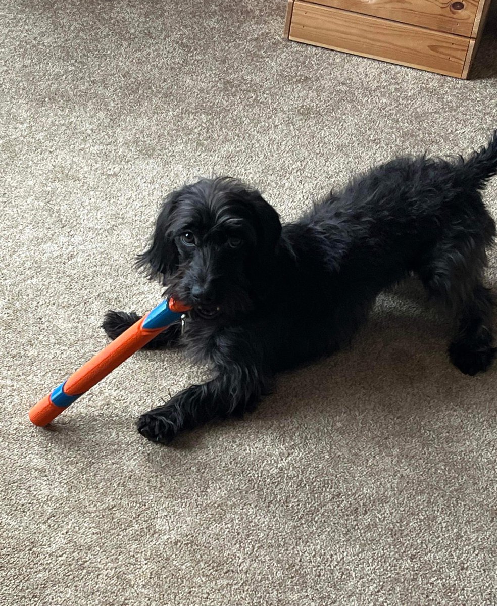 My pal Iggy loves his new ChuckIt stick! Only one problem, he won’t give it back 😄😄😄🧡🧡🧡