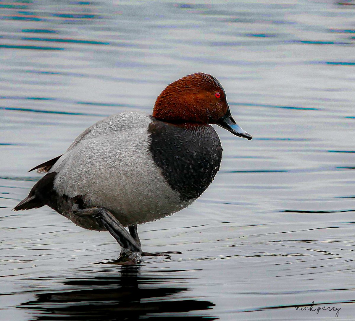 Common Pochard 16/3/2024
Cosmeston lakes 🏴󠁧󠁢󠁷󠁬󠁳󠁿
#TwitterNatureCommunity 
#TwitterNaturePhotography 
#BirdsOfTwitter #birding
#birdwatching #UKwildlife
#NatureBeauty 
#NatureTherapy