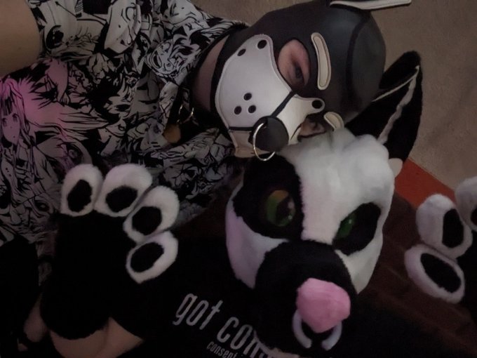 A pupper and a fur https://t.co/SPThM4e65O<a href="/tag/femboy"class="tags"><span>#femboy</span></a>