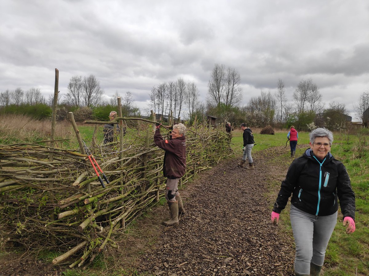 MeesterJoop's tweet photo. #NLDoet2024 succesvol verlopen. Van acht tot achtenzeventig jaar oud. Hagen gedund, snippers gekruid, bomen en struiken gepoot, hooiruiters gevuld en een derde vlechtheg aangelegd. Hulde voor klein en groot.@GemeenteDuiven @KnotploegDuiven @SLGelderland @NLDOET https://t.co/Z4DANr1qtw