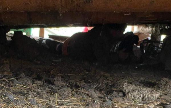 BosniaCatsDogs's tweet photo. Today I’m posting two cases which once again, broke our hearts 💔
We have no words anymore, it never ends….
The first one is a poor old boy who was very badly attacked by people and was then locked in an old barn where garden tools were kept. 💔
We are not sure if he was locked in there for his own safety or to ‘punish’ him. What happened to humanity??? 😔
Needless to say, Naida was told about him and of course he was taken away from this horrible situation.
He was so confused and a bit scared but soon realised that he was going to be safe ❤️
We need £180 for his initial costs 
Next we have the mum and 6 babies (another 6 from the “fabulous fifty pups)
She gave birth under the sheep barn!! 😔
It was as if she knew this was a safe place for them.
Naida had to crawl under it to get them all out! Once the babies were out, mum came out herself and was so relieved to see they hadn’t been ‘taken’.
All are now safe and she is such a good mum.
The suffering of these poor innocents never fails to shock and upset me. They deserve so so much better!
I have no idea how much is needed yet for this mum and pups but of course it won’t be cheap! Vetting, good puppy food, good food for mum, vaccinations for mum and pups when old enough, sterilisation for mum. The list as always is very long.
As you all know we are really struggling at the moment, we haven’t even raised all the funds needed for the last 3 cases! 😩
Please help all you can or please share 🙏
PayPal and GoFundMe links below -
We are in a truly desperate situation 😢😢
➡️➡️ https://t.co/raEnSSilbu
➡️➡️ https://t.co/WEp5nFa4qT