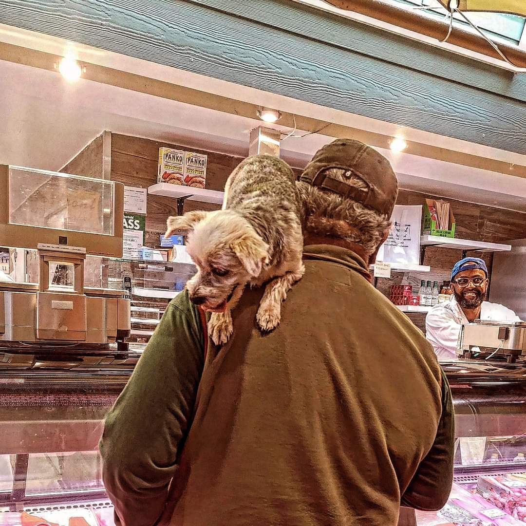 TeddyWilson's tweet photo. #ShoulderDog #BackDog #NeckDog 🐕 🐶 🤎 #StLawrenceMarket #Toronto #Saturday ☺️ https://t.co/5HWAEFUIAv