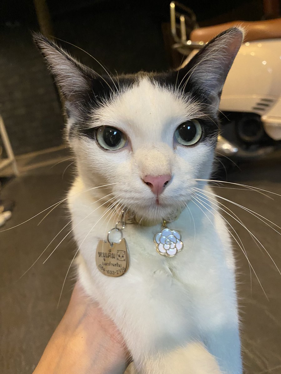 februalovee's tweet image. แมววัวน่ารักที่สุดในโลกค่ะ🥺💖🎀