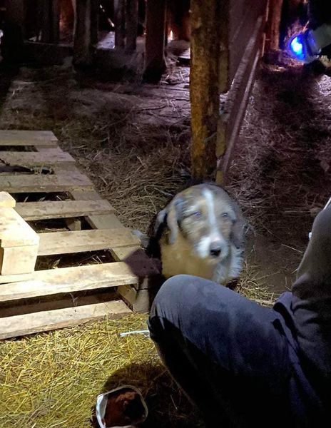 BosniaCatsDogs's tweet photo. Today I’m posting two cases which once again, broke our hearts 💔
We have no words anymore, it never ends….
The first one is a poor old boy who was very badly attacked by people and was then locked in an old barn where garden tools were kept. 💔
We are not sure if he was locked in there for his own safety or to ‘punish’ him. What happened to humanity??? 😔
Needless to say, Naida was told about him and of course he was taken away from this horrible situation.
He was so confused and a bit scared but soon realised that he was going to be safe ❤️
We need £180 for his initial costs 
Next we have the mum and 6 babies (another 6 from the “fabulous fifty pups)
She gave birth under the sheep barn!! 😔
It was as if she knew this was a safe place for them.
Naida had to crawl under it to get them all out! Once the babies were out, mum came out herself and was so relieved to see they hadn’t been ‘taken’.
All are now safe and she is such a good mum.
The suffering of these poor innocents never fails to shock and upset me. They deserve so so much better!
I have no idea how much is needed yet for this mum and pups but of course it won’t be cheap! Vetting, good puppy food, good food for mum, vaccinations for mum and pups when old enough, sterilisation for mum. The list as always is very long.
As you all know we are really struggling at the moment, we haven’t even raised all the funds needed for the last 3 cases! 😩
Please help all you can or please share 🙏
PayPal and GoFundMe links below -
We are in a truly desperate situation 😢😢
➡️➡️ https://t.co/raEnSSilbu
➡️➡️ https://t.co/WEp5nFa4qT