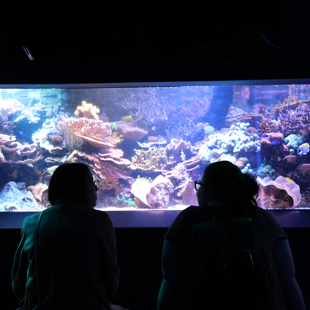What a night to re-MEMBER! 🦩😁🌊 On Monday, we hosted over 150 members for an exclusive evening to explore the aquarium with animal encounters, activities, and more! Interested in learning more about becoming a member? Head to our website to learn more: wondersofwildlife.org/membership