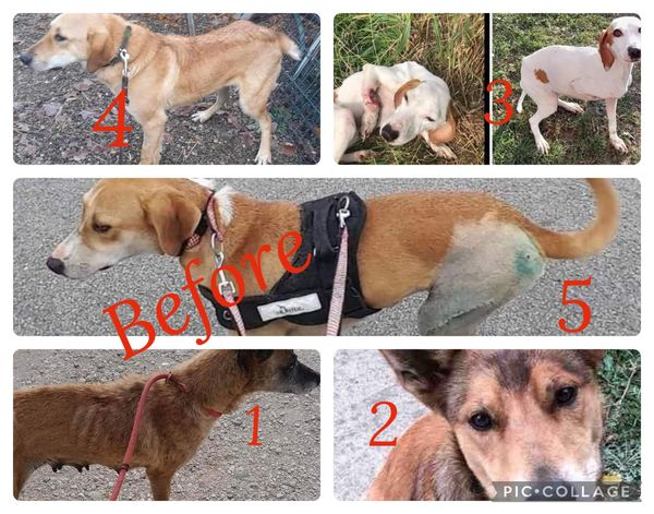 BosniaCatsDogs's tweet photo. 💔💔5 DOGS THAT NOBODY WANTED💔💔
So these 5 dogs were rescued by one woman and then she had problems with inspection and she had to give away all her dogs
All dogs were saved except for these 5 who noone wanted probably because  one was old and it was obvious one needed surgery, they were extremely skinny and of course ‘disabled’ 😞💔
However, there are those who couldn’t possibly turn away……
So, Naida managed to save them with her friend Jasmina and her nice german ladies helped with their initial vet costs  ❤️
1 ancient malinois girl used for breeding and dumped
2 boy beaten by some horrible people
3 white girl smashed by truck leg had to be amputated and she is skin and bones
4 also girl hit by car and her tail had to be amputated
5 girl hit by car very bad surgery was performed and she had to go to belgrade (by us) to have it fixed. We have photos and bills which we will post. 
Happily, 2 of them have fosters to go to (malinois girl and white girl)
We need help with their pension, good food and ongoing costs for 3 who will stay.
Please help if you can 🙏
Who knows what fate would have befallen these precious innocent souls 😥
As always, no donation is ever too small and greatly appreciated.
Please mark ‘5 dogs’ 
THANK YOU 🙏❤️🐾