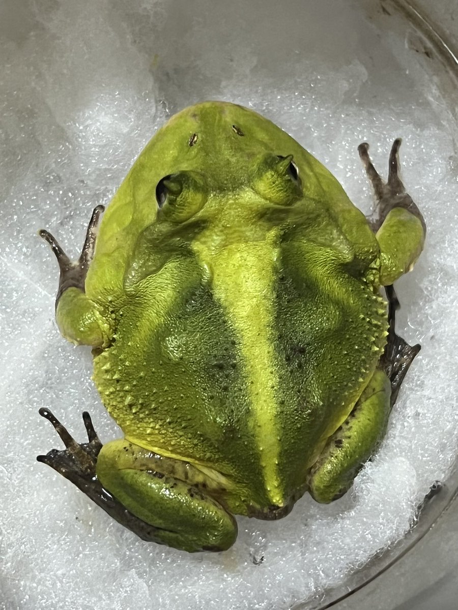 Melano_Wu's tweet photo. Suriname Horned Frog https://t.co/5KSggCW8XR