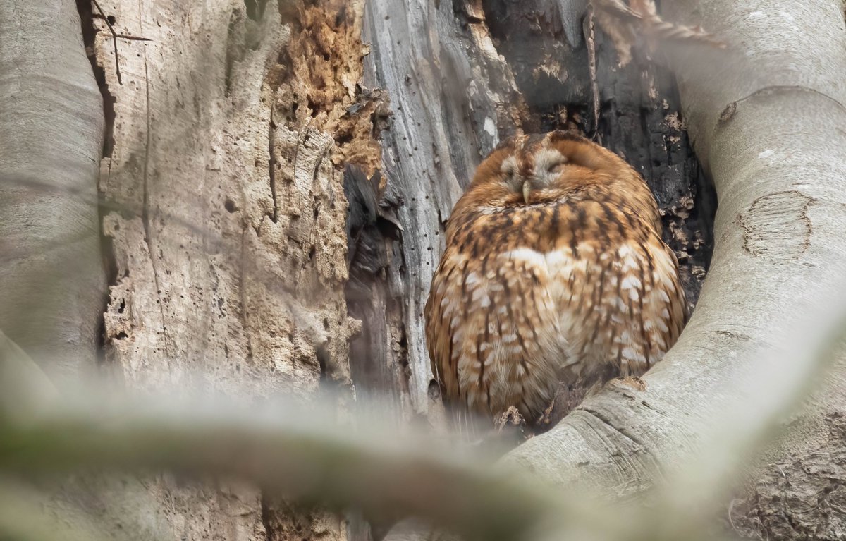 Lang geleden dat ik overdag een Bosuiltje heb mogen zien; de meeste plekken die ik vroeger kende zijn óf verlaten, óf de bomen zijn omgewaaid.