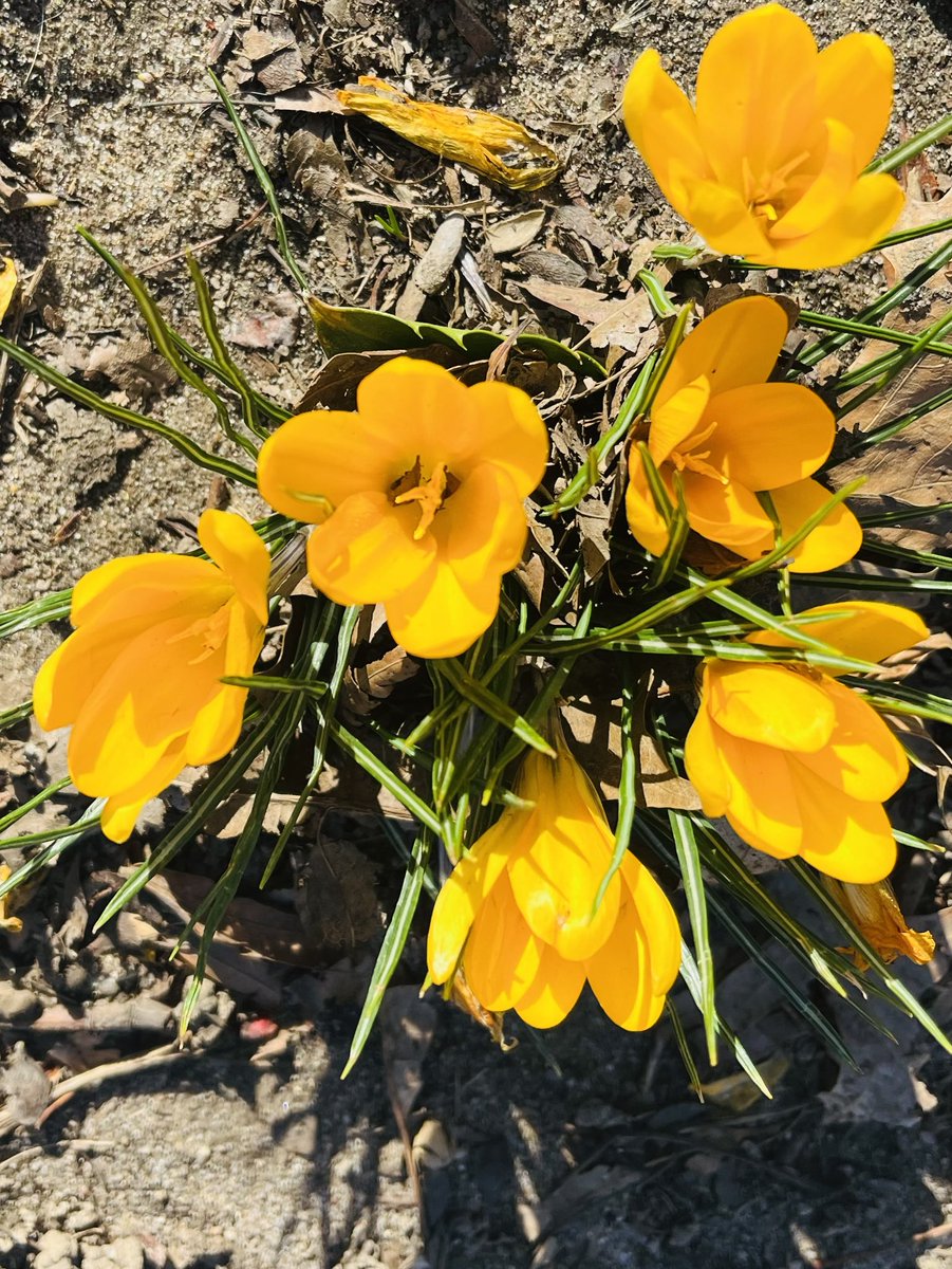 Every year the glory of Spring takes me a little by surprise and the brave flowers pushing through the hard winter ground takes my breath away! 🙏