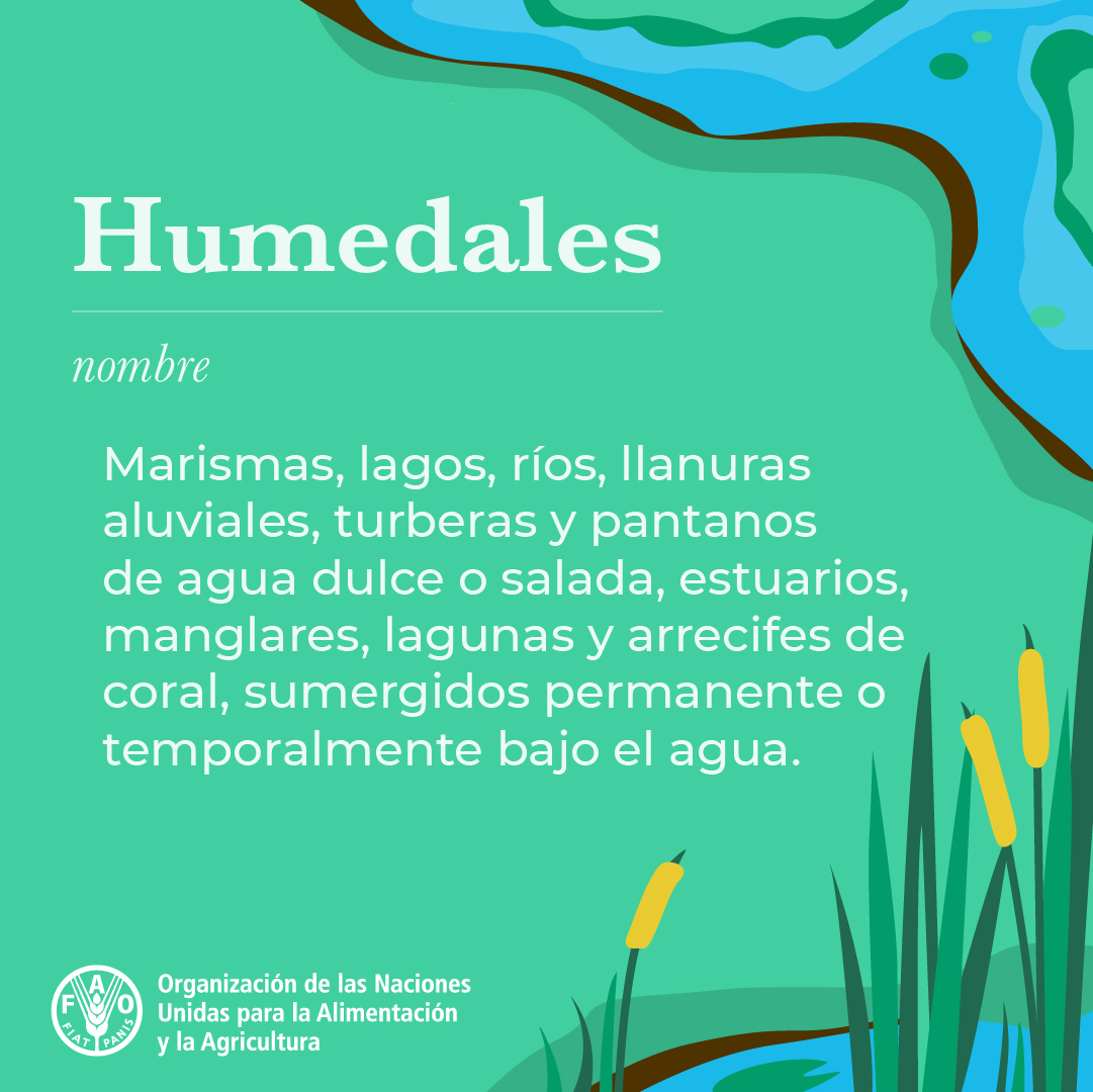 FAO en español tweet media