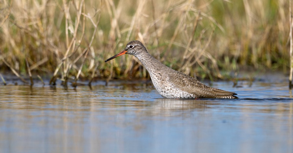 Common redshank 16/03/24 Norfolk @BBCSpringwatch