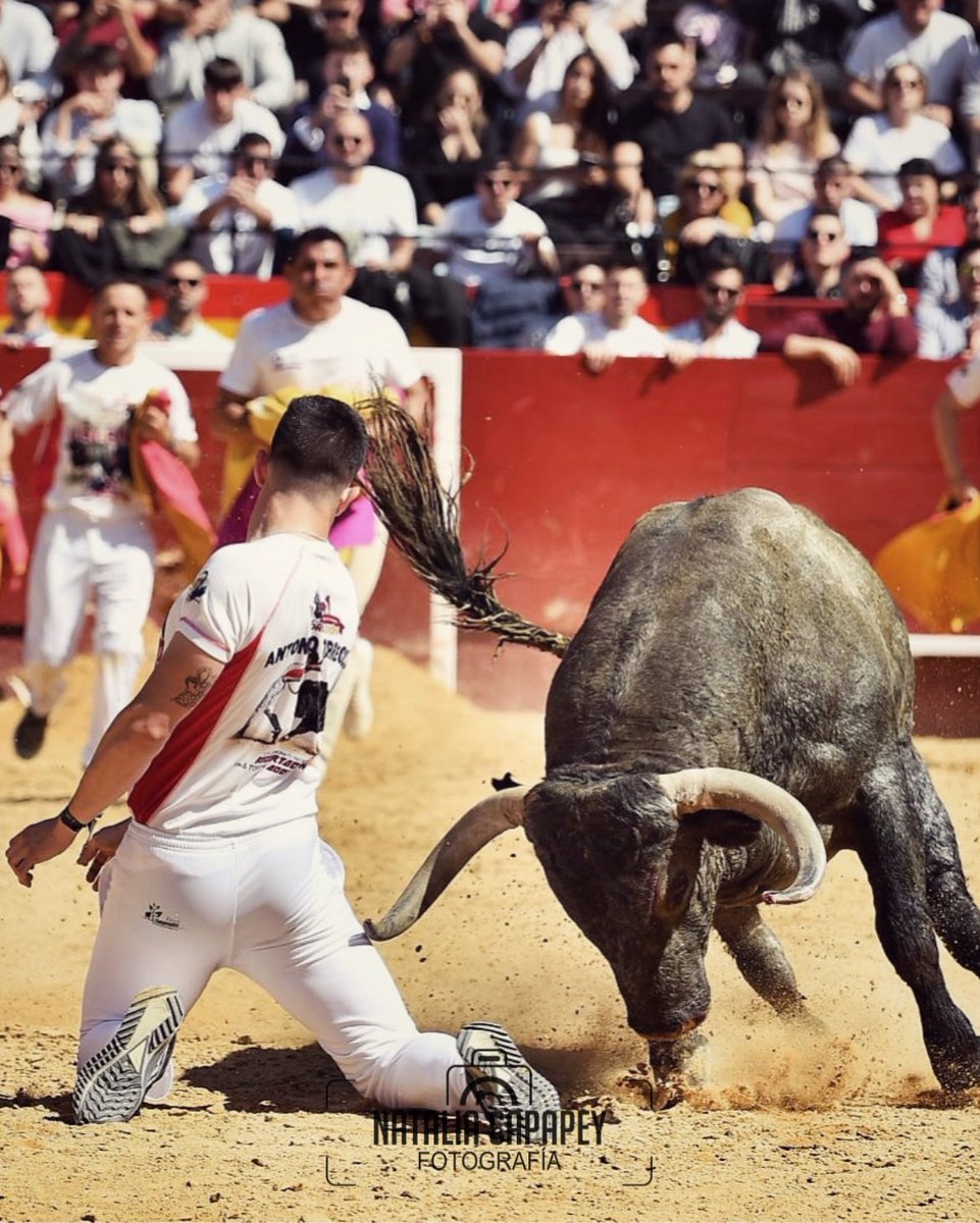 🏆 Noel Ribera culmina una semana soñada y vence en Fallas 🔥

El de Museros se impuso a los exigentes toros de Adolfo Martín una semana después de conquistar Castellón y ante una plaza que colgó el 'No hay billetes'

📝📸 Crónica y fotos ⬇️
toropasion.net/2024/03/16/noe…
