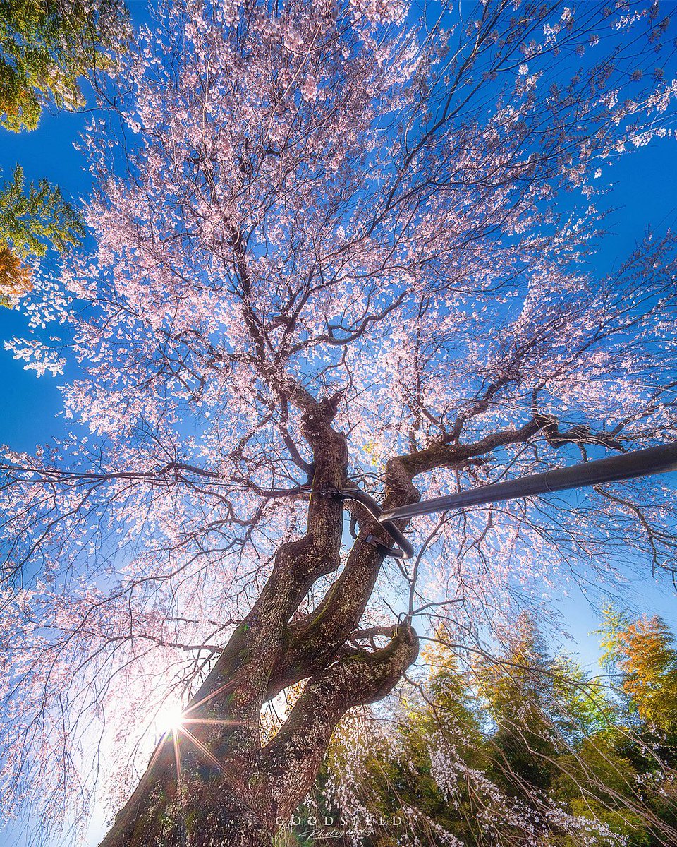 奈良県に ある見事な枝垂れ桜