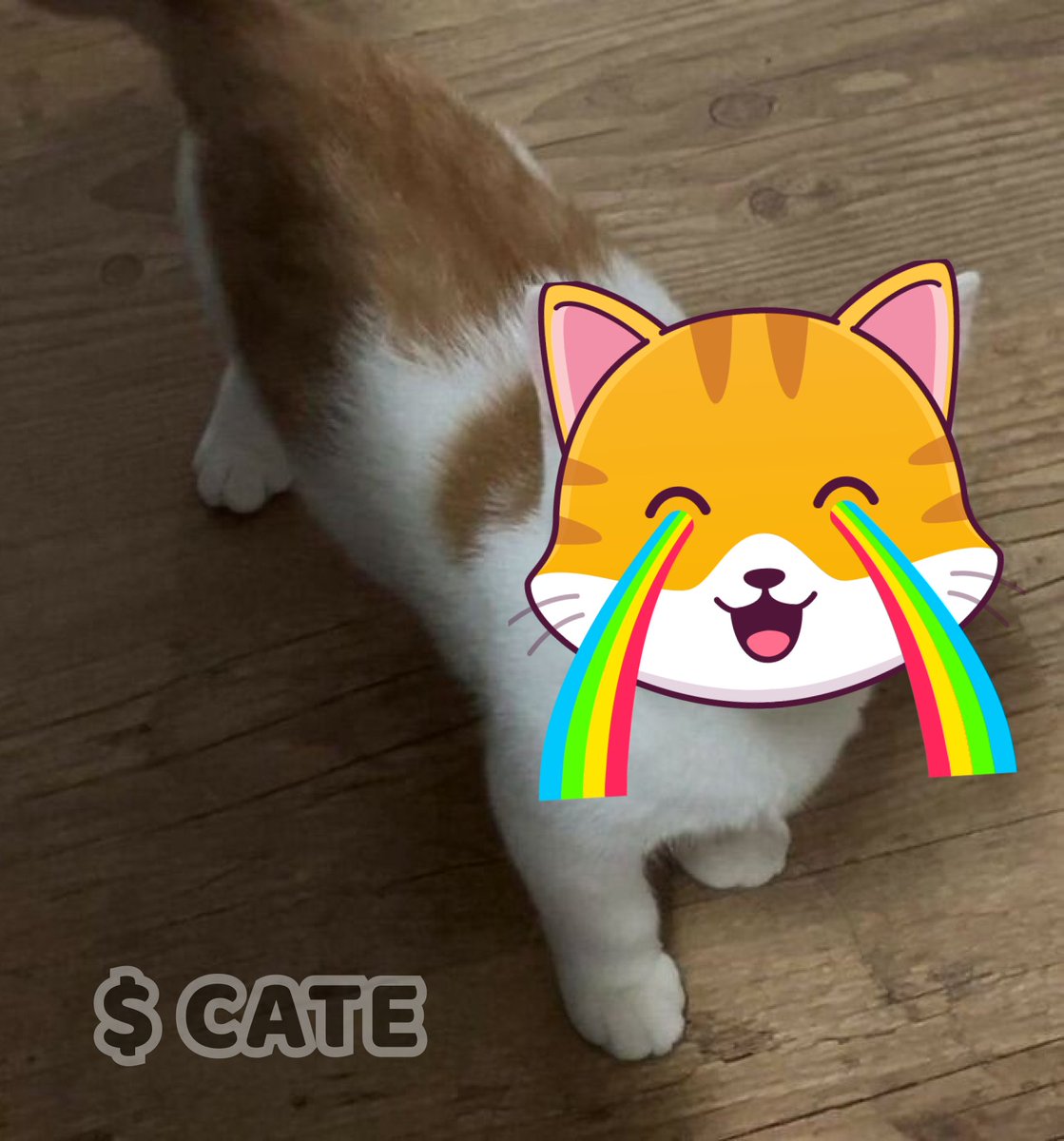 catecoin's tweet photo. Looks like me!!!
$CATE 😻😻😻 #caturday https://t.co/a8f4BBO9if