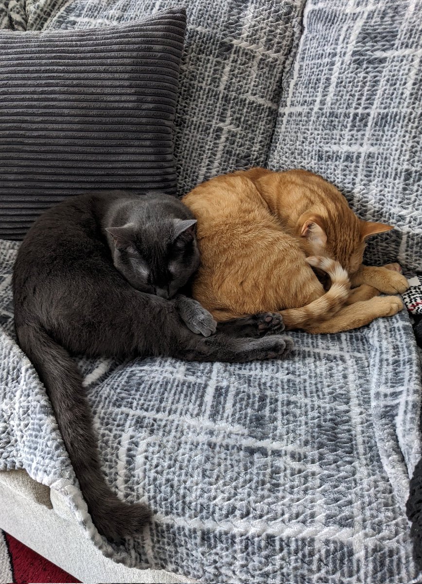 JodesJots's tweet photo. #Caturday 
#Naps
#BrotherlyLove 
#LifeWithAngus 
#LifeWithRicky
💛💛💛💛💛💛 https://t.co/CeFnusXfGN