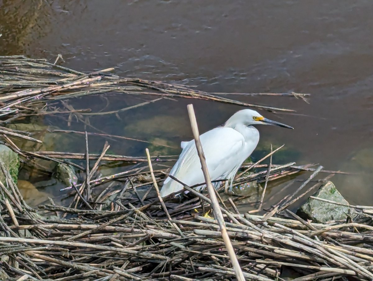 jmerry's tweet photo. Here are some pictures from Huntington Beach, a nice wetland near the station. https://t.co/e7iGHQQ1jV