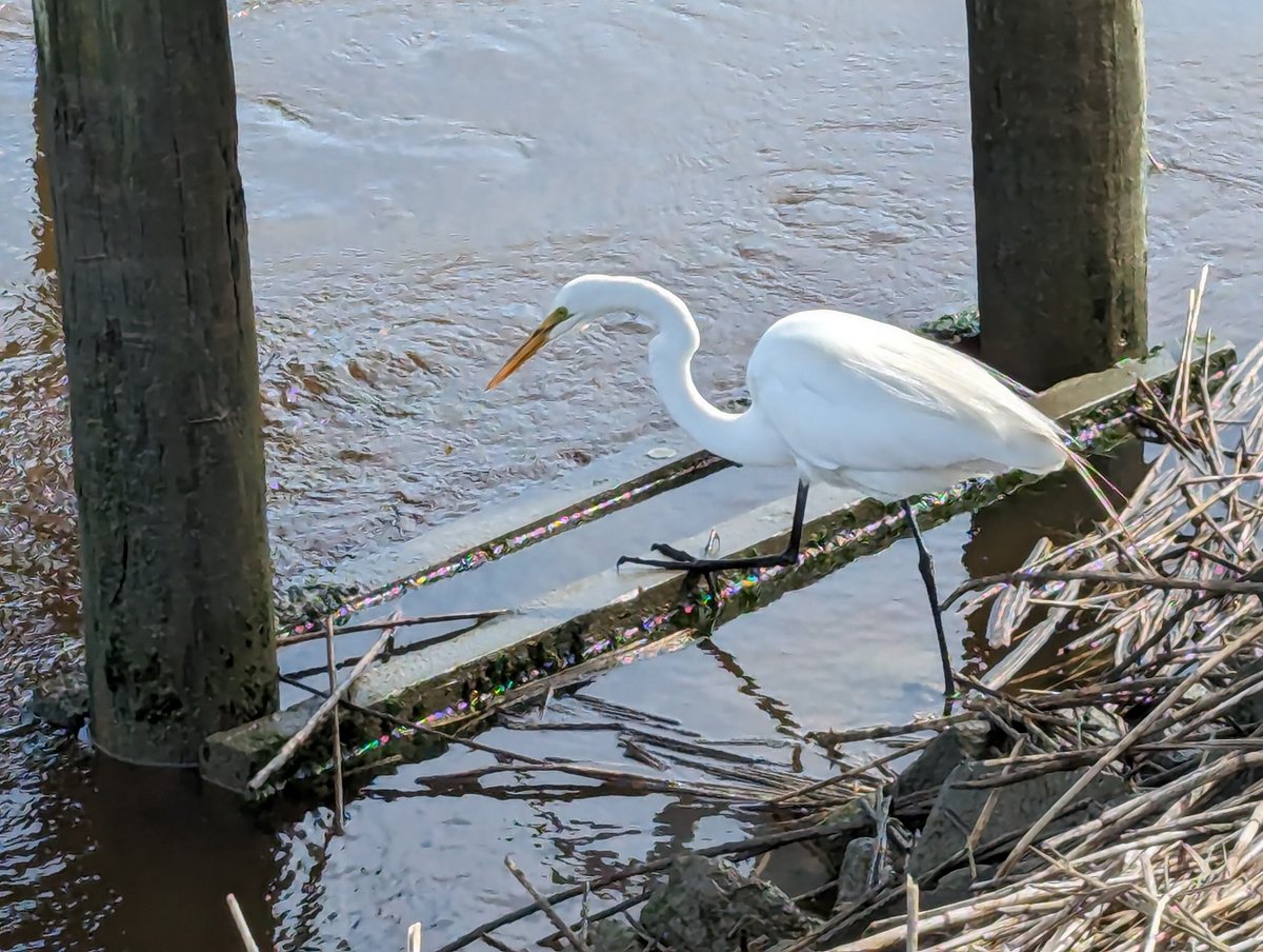 jmerry's tweet photo. Here are some pictures from Huntington Beach, a nice wetland near the station. https://t.co/e7iGHQQ1jV