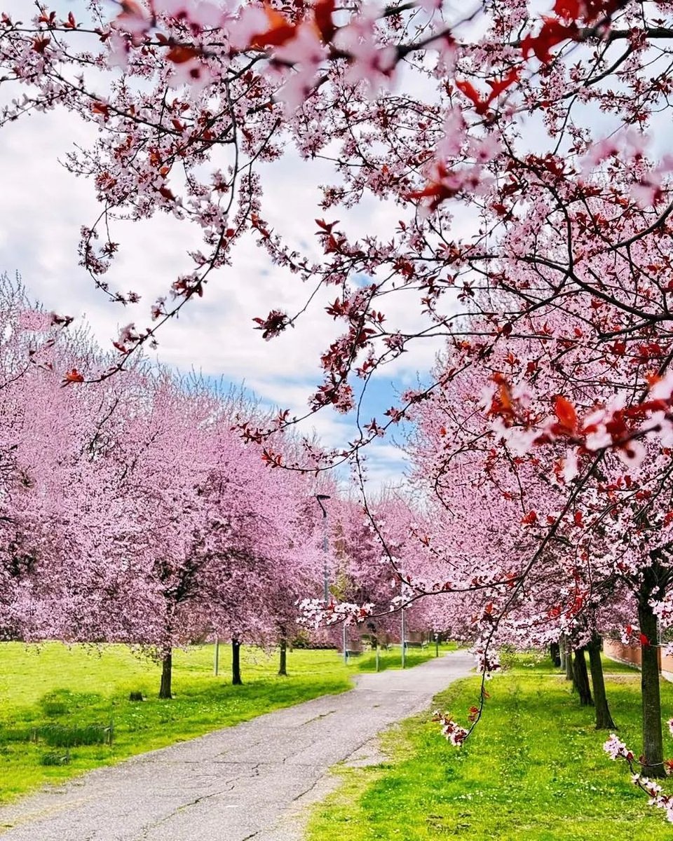 ModenaDintorni's tweet photo. La magia della #fioritura al Parco Berlinguer 🌸

Siete in tantissimi ad inviarci le vostre fotografie di questo angolo di #ModenaEst dopo la nostra pubblicazione. Lo sapete, ci fate sempre felici quando andate a verificare voi stessi i luoghi che vi proponiamo!

Ph _lagiulyyy https://t.co/EphluV4ipQ