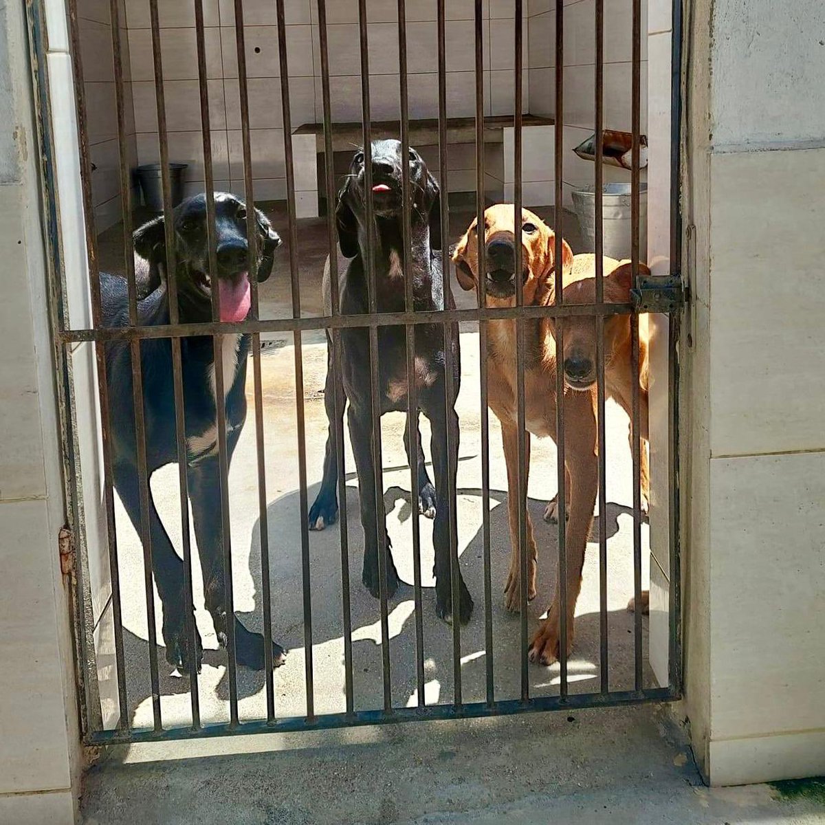 abrigojoaorosa's tweet image. ‼️ DOE RAÇÃO FILHOTE ‼️

Olá, seguidores!

Nós somos os nenéns do abrigo: Pião, Bike, Amarelinha e Boneca, estamos aqui para informar que as doações de ração filhote, estão baixas.

Precisamos de doações de sacos de ração. As doações são essenciais para diminuir nossos gastos com