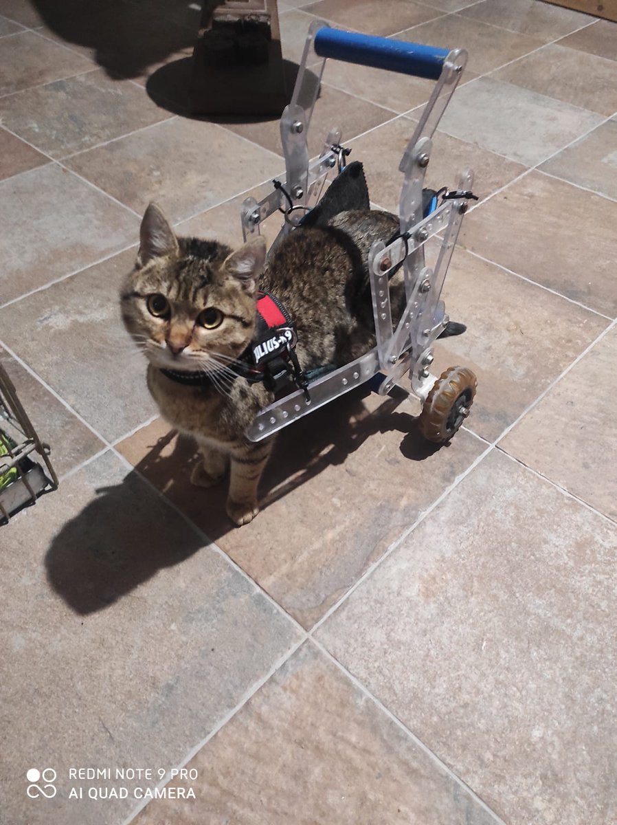 PiccolaMaggio's tweet photo. Domani mattina saremo ospiti di "dalla parte degli animali"! Alle 10 su rete 4 vi aspettiamo per parlare della nostra realtà è del nostro dolce Romy❤️🐱 abbiamo bisogno di essere conosciuti e di nuovi volontari! Aiutateci a spargere la voce 🙏❤️ https://t.co/pwBG1U0O6j