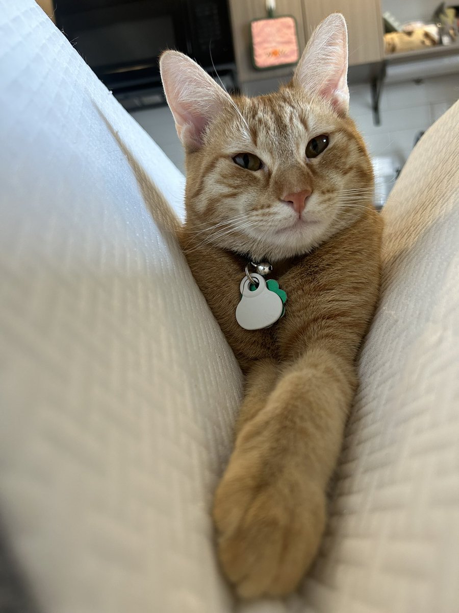 Something that helped me have a better year as a Ph.D. student was getting  a cat! Having a pet to come home to after a long and stressful day, has been life changing❤️ Anyways, here’s a pic of Dante.