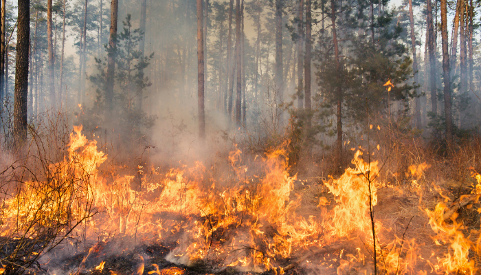 Frances McHugh, @teagascforestry Development Officer, discusses practical actions for forest owners that make significant impact to mitigate the risk and potential damage from forest fires. bit.ly/3wSi1JL