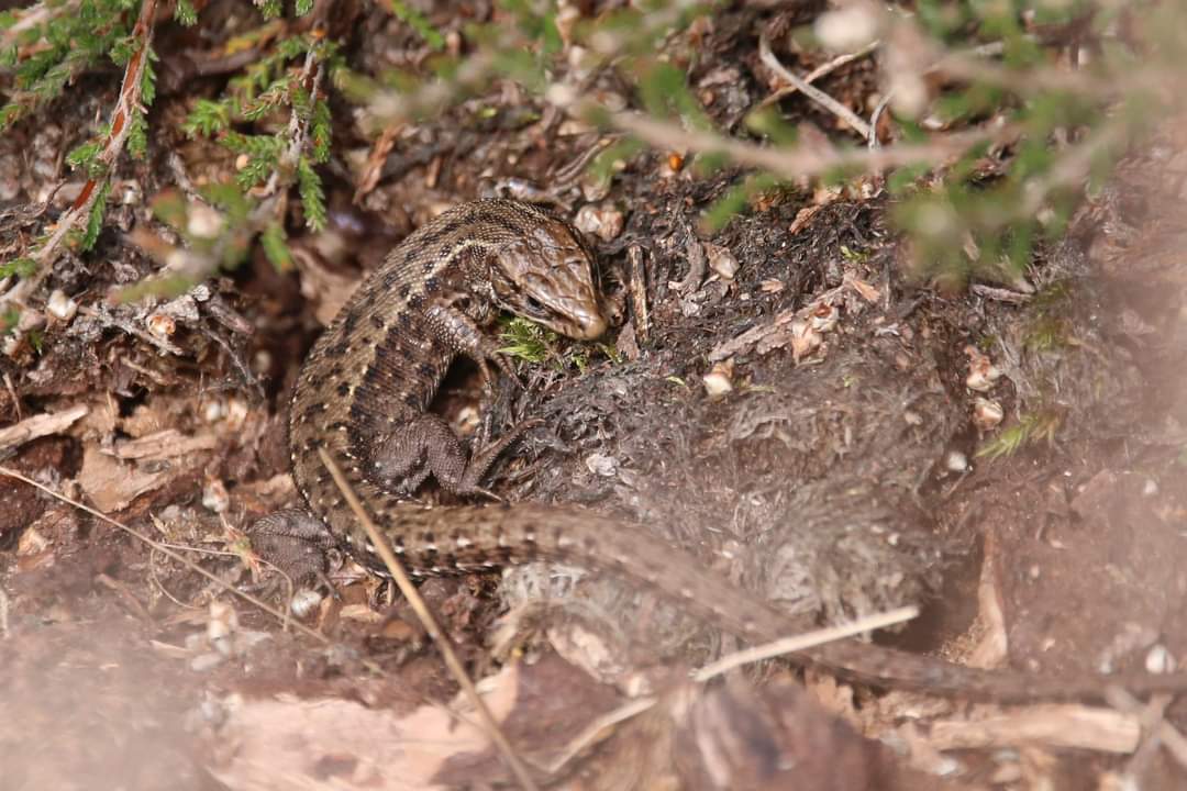 Andi (@naturelycurious) on Twitter photo It's not often I get to see 5 of our 6 native reptiles on a single site in a single day. Fantastic hour's herping on the Surrey stretch of the Thames Basin Heaths today. Great to meet <a href="/SteveHarley17/">Steve Harley</a> and chat all things nature too. Year first Peacock and Comma were added bonuses. It's not often I get to see 5 of our 6 native reptiles on a single site in a single day. Fantastic hour's herping on the Surrey stretch of the Thames Basin Heaths today. Great to meet <a href="/SteveHarley17/">Steve Harley</a> and chat all things nature too. Year first Peacock and Comma were added bonuses.