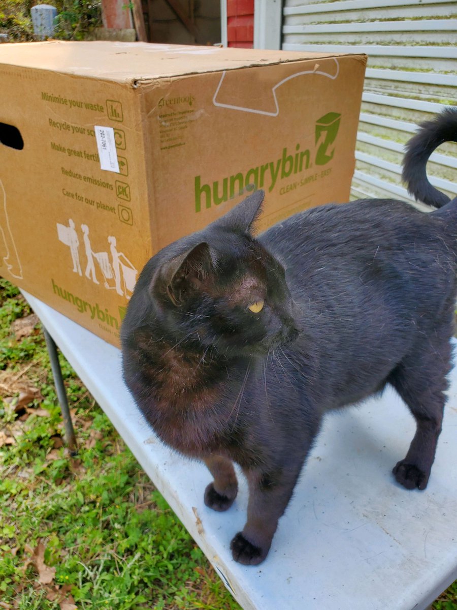 Good afternoon & Happy #Caturday! I was doing the #unboxing #video of the @HungryBin #worm #compost bin & Nefertiti thought she needed to inspect the goings on. 😻😻😻

What are y'all up to this #blessed Saturday? 

#Soils4Nutrition #SoilBiodiversity #Soil #GodBless 🙏🙏🙏✝️✝️✝️