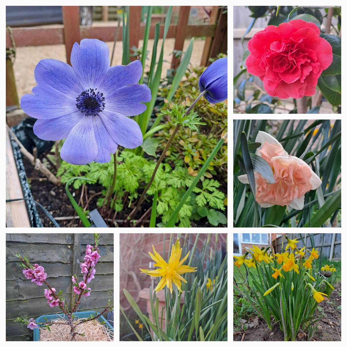 Love when my garden has pockets of spring colour 😍 #nofilter #gardening #GardenersWorld #Norfolk #MotherNature