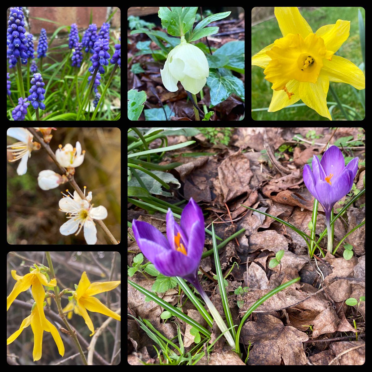 NoshiA100's tweet image. Seeing flowers in the garden always makes me smile especially the ‘surprise’ flowers that have found their way into the garden blooming proudly in places where they were never meant to be but they keep on growing &amp;amp; in doing so they brighten up the garden more 💐#LessonsfromNature