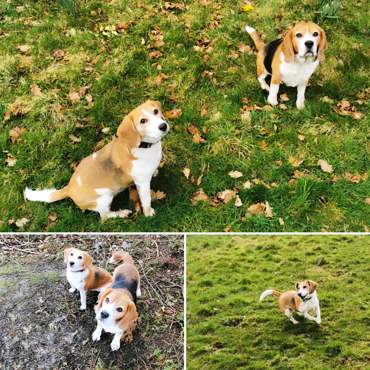 Big long park walk this afternoon. The monsterpups are now completely zonked out..