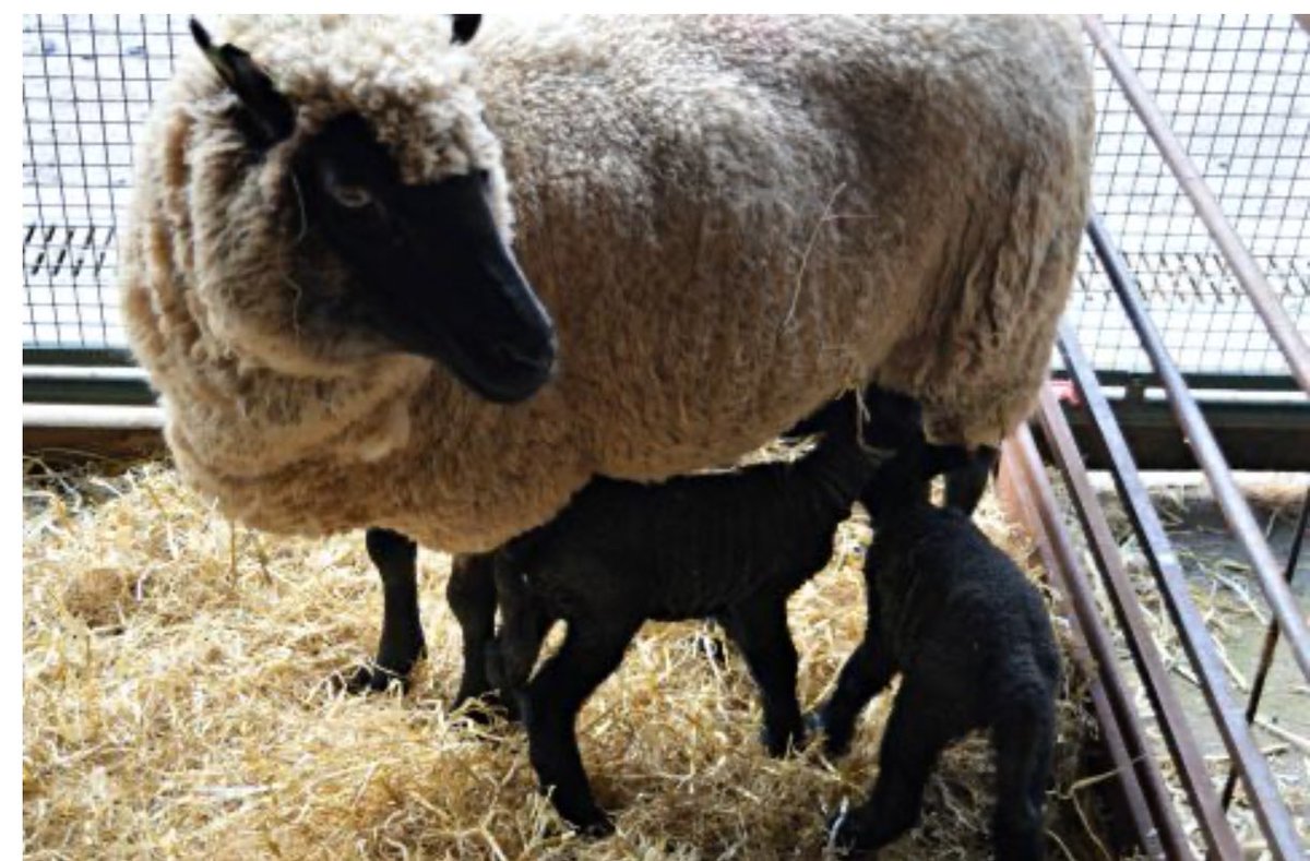 NmwFriendsof's tweet photo. The Lambcam is providing hours of interesting activity again at St Fagans, find the link on the Amgueddfa Cymru website. https://t.co/raoluDGszq