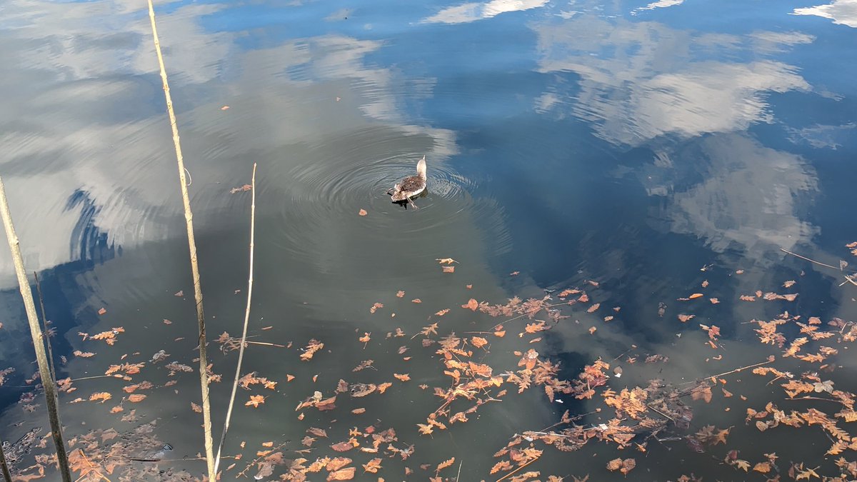 pht_lighting's tweet photo. @wildbirdfund the loon is hanging still on the south east corner of reservoir, does anyone know if it is OK? https://t.co/pC8RnJTI4t