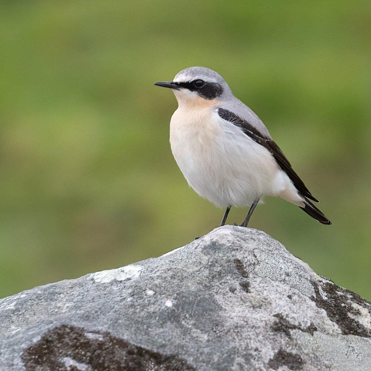 Spring migration is on its way! Same date and place as last year. #wheatear #springmigration #wiltsbirds