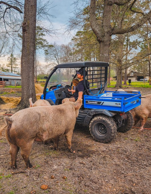 sisurefuge's tweet photo. Our boys are getting so big 🐷🥰🍂 https://t.co/j3eacDQWIy