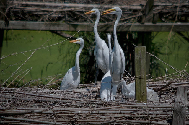 ICYMI- (Everyone Look That Way) - photos.mikemcbrideonline.com/2020/03/17/eve… - #AveryIsland #Bird #Louisiana