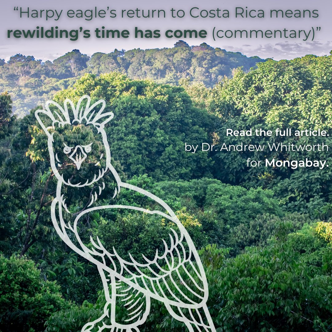 Director Andrew Whitworth discusses the triumphant return of the #HarpyEagle to #CostaRica, showcasing #rewilding potential. Read more about rewilding species in 'Harpy eagle’s return to Costa Rica means rewilding’s time has come (commentary)' ow.ly/EKpr50QPoka