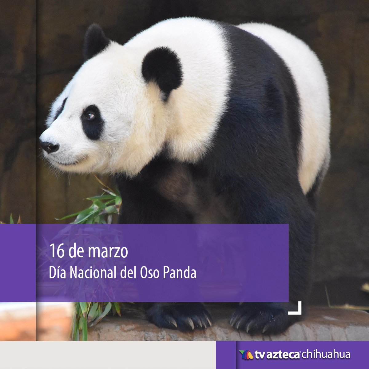AztecaChihuahua's tweet image. El 16 de marzo se conmemora el Día Nacional del Oso Panda en Estados Unidos, en apoyo a su protección y restauración de su hábitat. 

Los amantes de la naturaleza unen esfuerzos por su conservación 🐼 🌍🌳

#OsoPanda #DíaNacionalDelOsoPanda #Efemérides