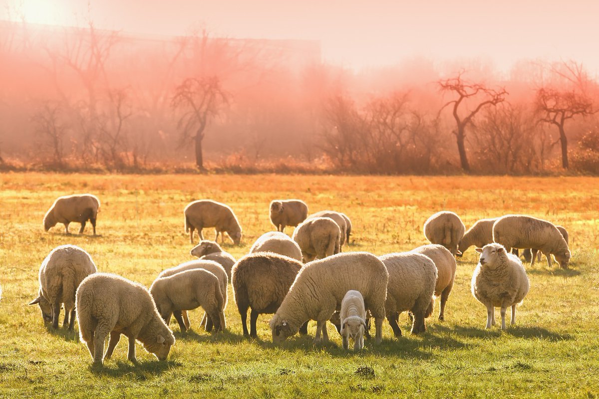 To mark #Ostara this week, our latest blog is looking at #animalspiritguides typically associated with #spring! Read it at paganpathways.uk/f/springtime-s… and please share and subscribe.
#springequinox #paganblog #paganwriting #pagan #witch #wicca #sabbats #spiritanimals #paganpathwaysuk