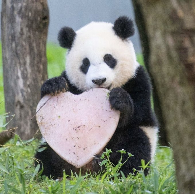 Animals_Humor's tweet image. Happy Panda Day! 🐼
Today we pay tribute to one of the world&apos;s most famous and lovable animals! The Panda is not only an inexhaustible source of funny videos on the Internet; it is also a source of hope and inspiration 🖤🤍

🐼#AnimalLovers #Panda #pandaday🐼