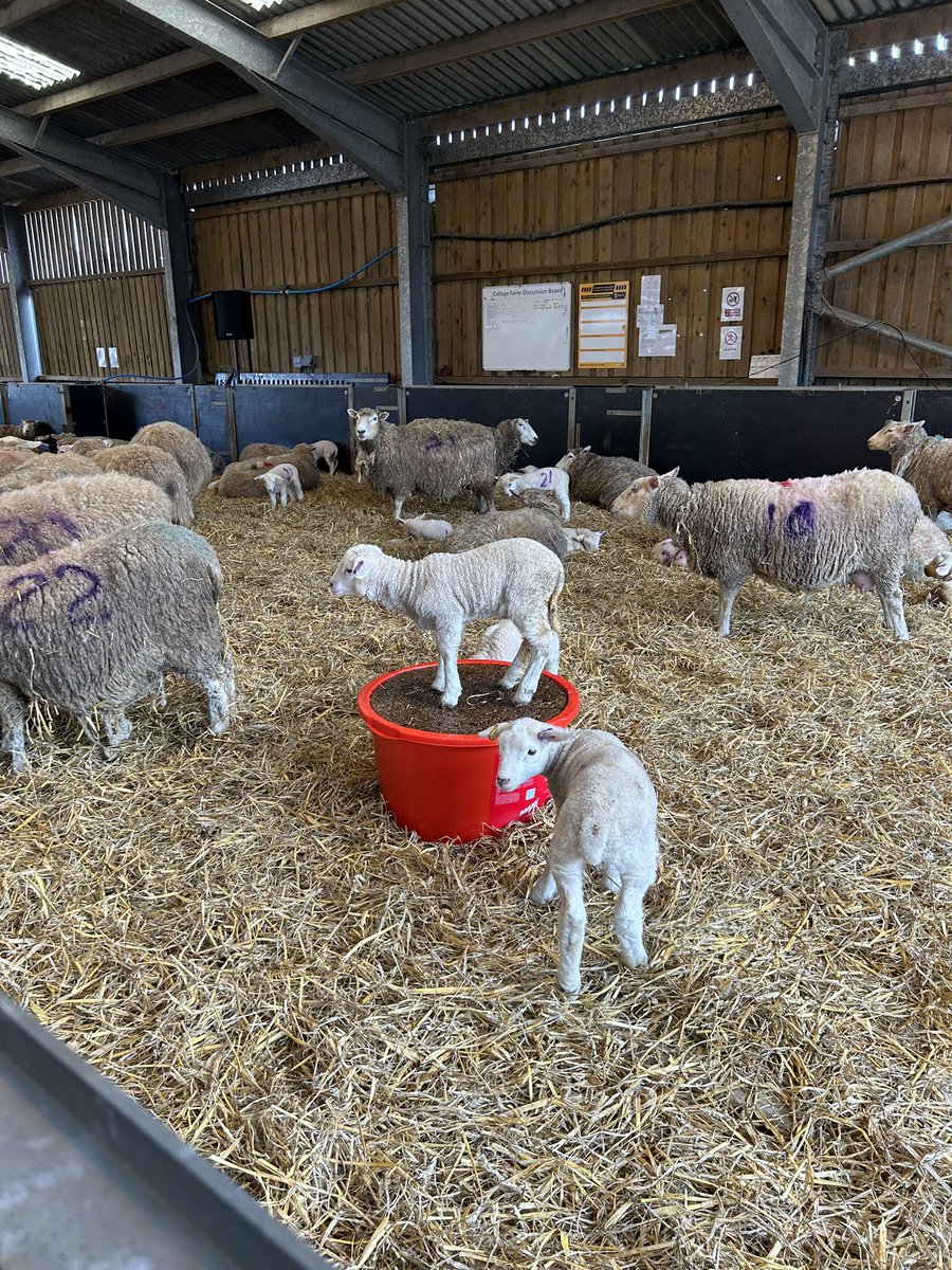 We loved visiting @Reaseheath for the annual lambing weekend 🩷🐑 #LoveOurColleges