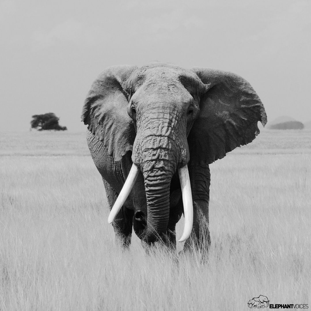 URGENT CALL TO ACTION: PETITION TO THE PRESIDENT OF TANZANIA For those who share our commitment to ending the trophy hunting of Amboseli’s renowned elephants, your signature holds immense power. Please sign and share this crucial petition: bit.ly/THPetition Thank you!