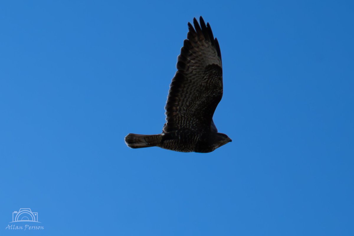 marathonpepe's tweet photo. Borgmesteren af Søften på besøg i Damsbro Mose
#dknatur #Natur #naturdk #Søften #hinnerup #damsbromose #fugl #musvåge #ClearSky #OneAnimal #AnimalBodyPart #Bird #Wing #Wildlife #Flying #Nature #AnimalWildlife #Outdoors #Sky https://t.co/1kmm20ohjL
