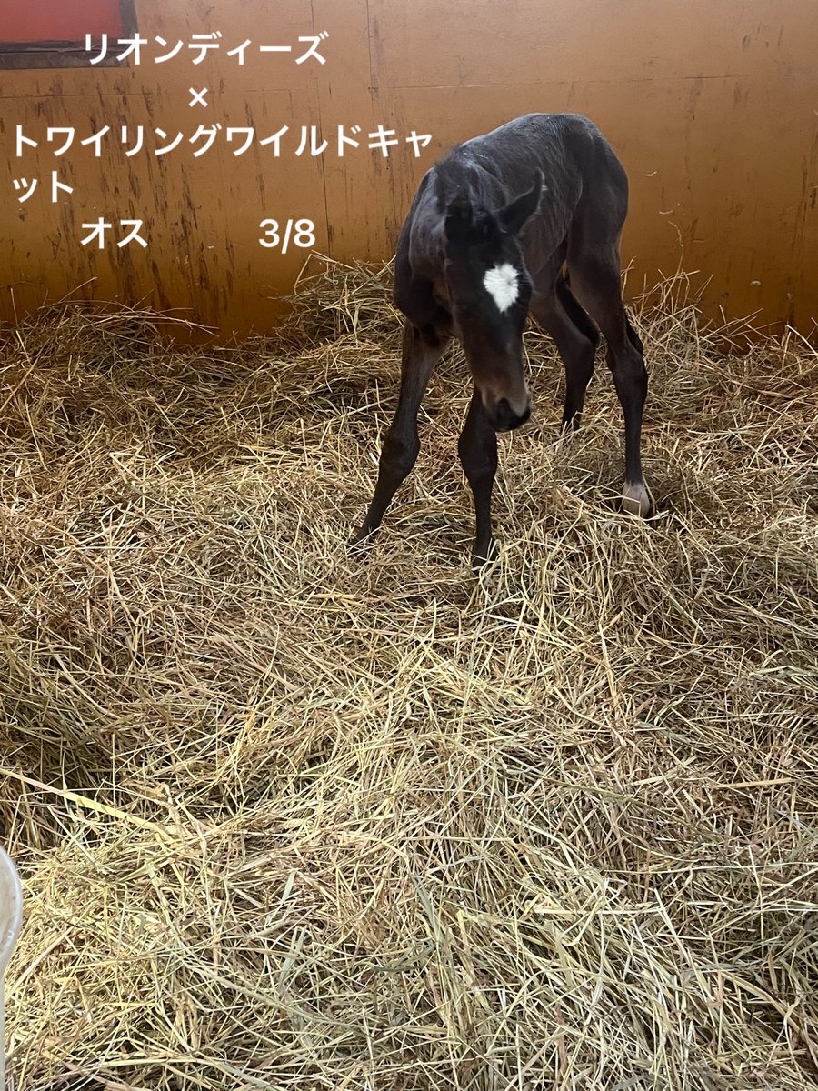 horses_hamamoto tweet picture