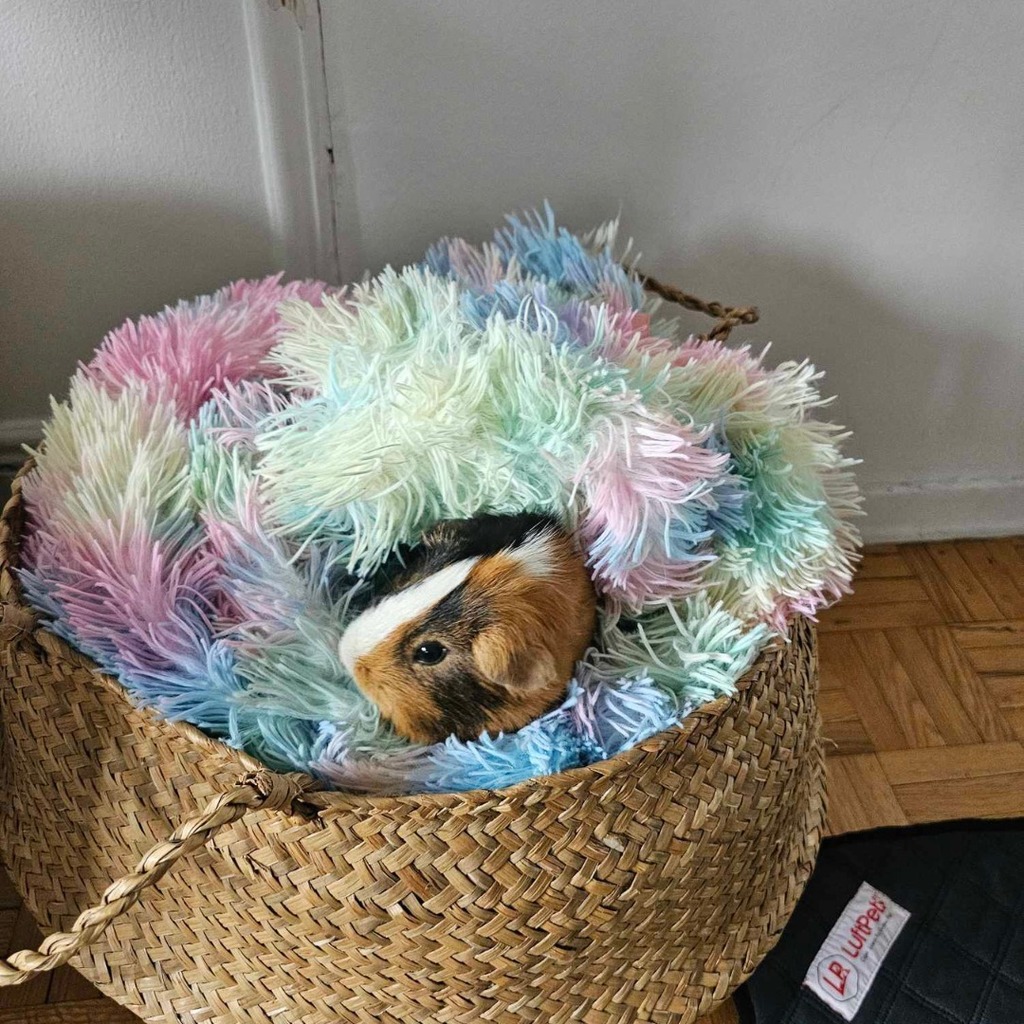 Somebody is in Easter mode! Don't you agree? #LuftPets #guineapigs #guineapigmom #guineapigsofinsta