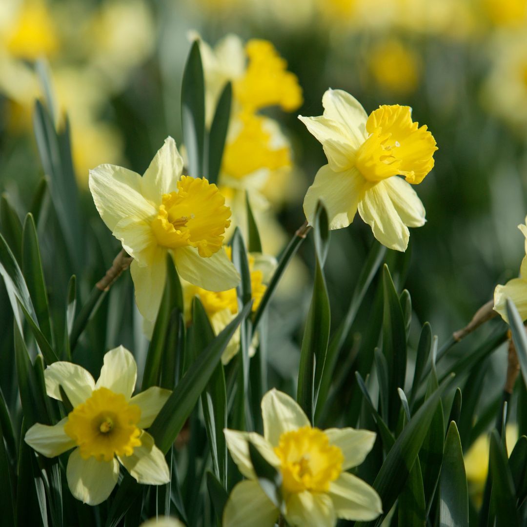 PathNightingale's tweet photo. Hope You Have a Blessed Spring Equinox 💚

I bring it up occasionally, that you can find out when the Equinoxes and Solstices are by consulting the sun charts and daylengths for where you live.

💐 https://t.co/defrVJU1Yq