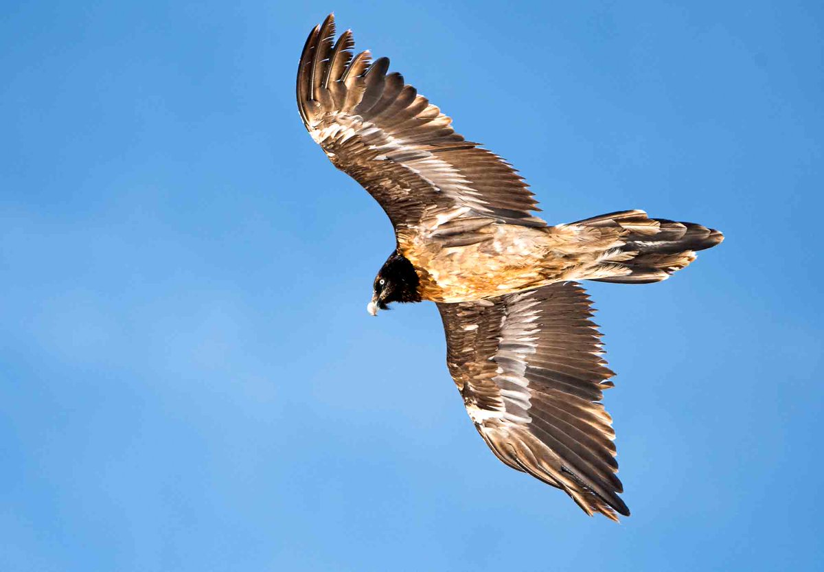 A (much-obliging) Lammergeier soaring over a gorge in Kibber, Spiti.