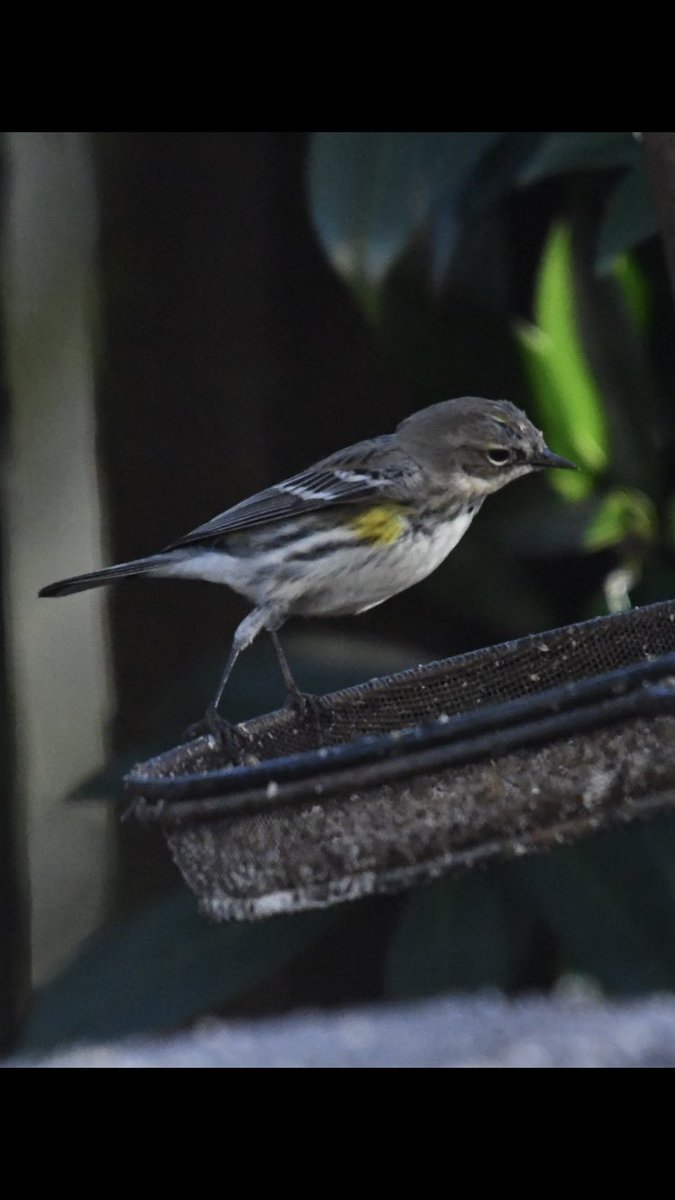 We made the long journey to see the feisty Myrtle Warbler,Kilwinning.