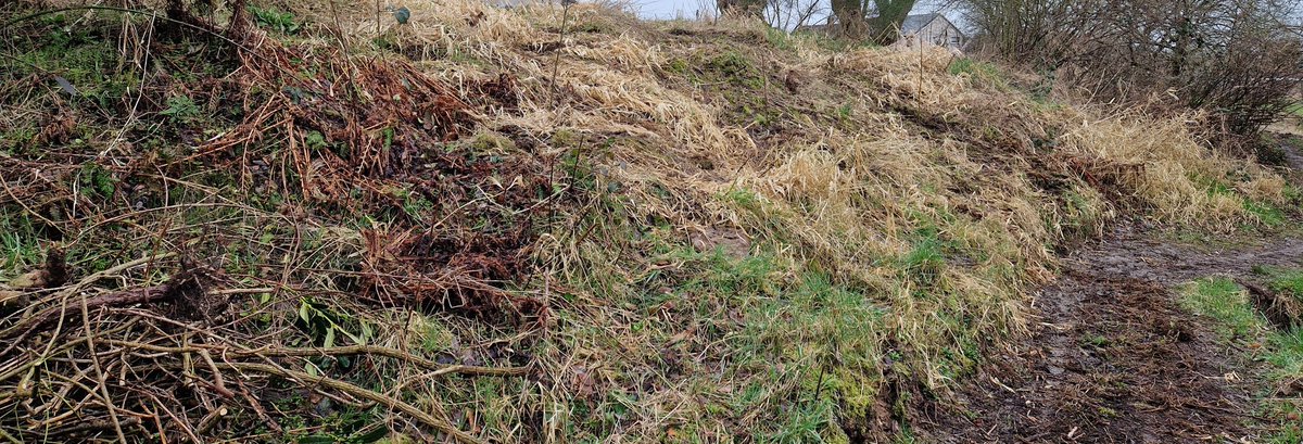 Thanks to a local resident who donated self seeded trees from their garden for the green space. Thanks also for the plants. They have all been planted and now getting watered Thanks to the rain. #communityefforts #donations #trees #volunteers